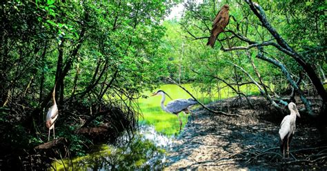 Pichavaram Mangrove Forest - A Pristine Gem of Tamil Nadu - Travel with ...