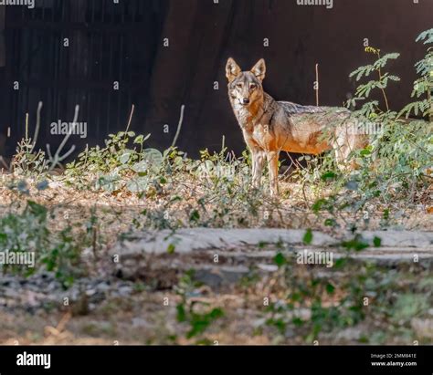 A Indian Wolf Looking Into Camera Stock Photo Alamy