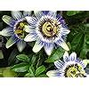 Amazon Seeds Passionflower Purple Beautiful Exotic Flower