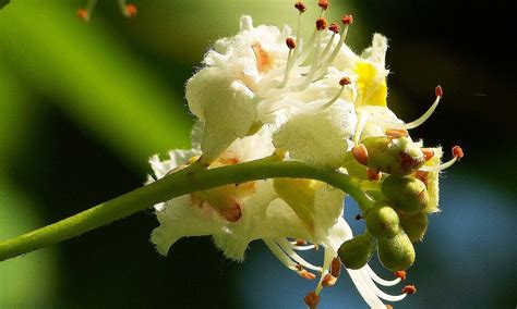 El Casta O De Indias Aesculus Hippocastanum L