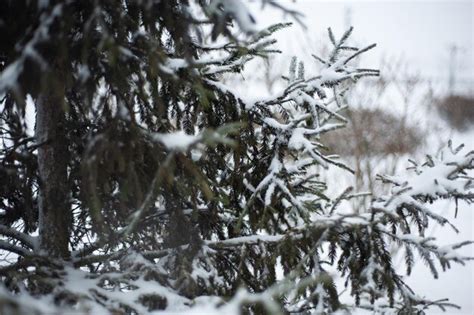 Neve branca em galhos de árvores nuas em um dia gelado de inverno