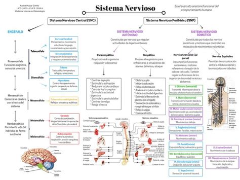 Sistema Nervioso Udocz