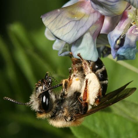 Solitärbienen Sandbienen Andrena lathyri