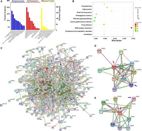 Bioinformatic Analysis For The Proteomic Data And Proteinprotein