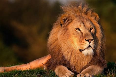 Dreaming of a Lion - Meaning and Explanation | Dream Glossary