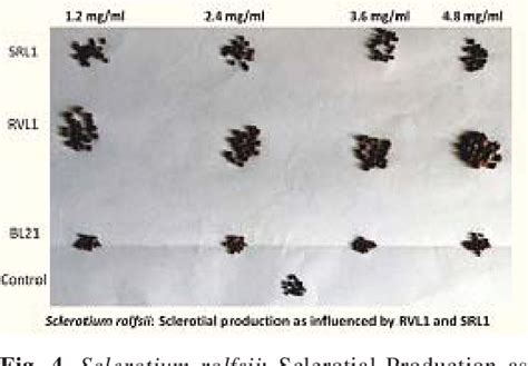 Figure 4 From Biological Activity Of Plant Tuber RVL1 And Fungal