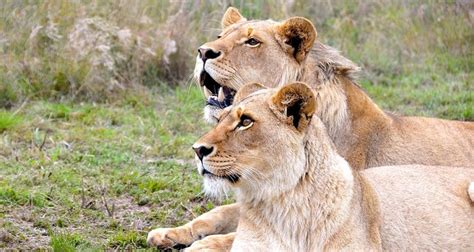 4 lions escape Cameroon wildlife park, kill 30 cattle - Daily Sabah