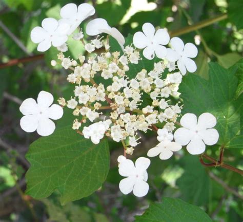 Viorne Obier Boule De Neige Sureau Deau Ma Botanique