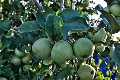 Apfel Apfelbaum Blatt Kostenloses Foto Auf Pixabay Pixabay