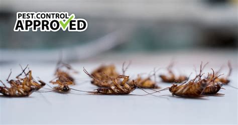 Baby Cockroaches: How To Get Rid Of Them