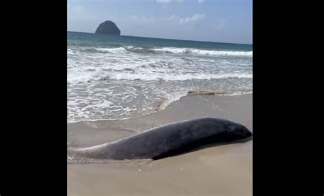 Une baleine échouée sur la plage du Diamant Dom Tom News Actualités