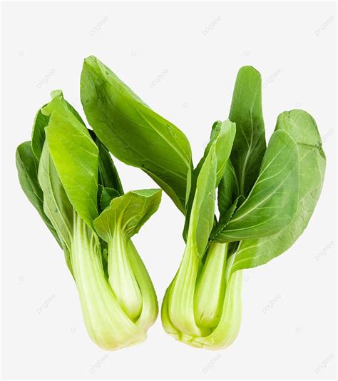 Fresh Vegetable Canola, Fresh, Vegetables, Rape PNG Transparent Image and Clipart for Free Download