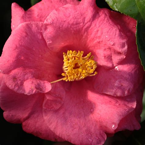 when the camellia blooms ending 7