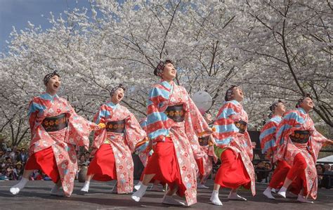 Hanami Guide Hanami Philadelphia Magic Gardens Cherry Blossom Japan