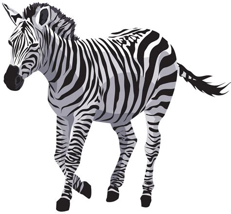 Zebra Png Image