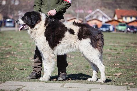 Bihorean condamnat la 2 ani și 4 luni de închisoare cu suspendare după