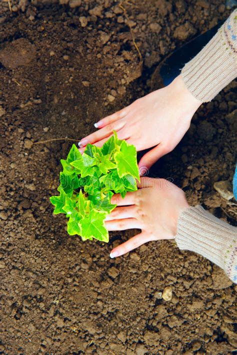 Mujer Que Planta Las Flores Imagen De Archivo Imagen De Herramientas