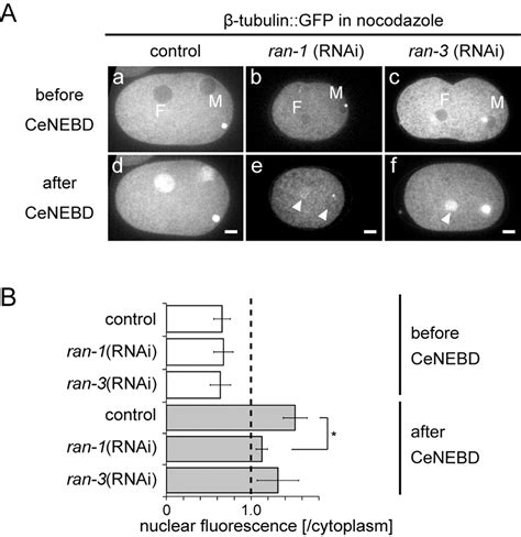 Localized Accumulation Of Tubulin During Semi Open Mitosis In The