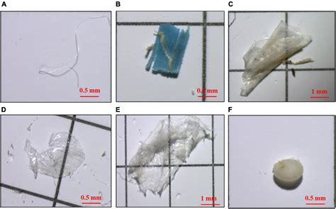 Frontiers Exploring The Occurrence Characteristics Of Microplastics