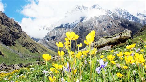 Valley of flowers - World Heritage Site ! Complete information