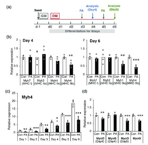 Palmitic Acid PA Inhibits The Expression Of Specific MHC Genes Myh1