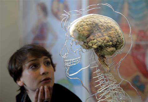 How Big Is A Human Brain Learn About Brain Size And Brain Weight