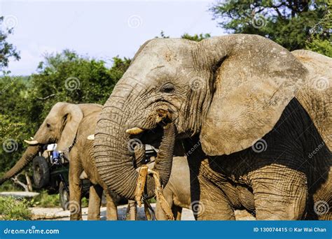 Adult African Bush Elephant Stock Image Image Of Female Light