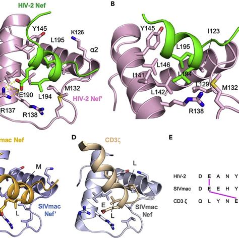 Pdf Structure Of Hiv 2 Nef Reveals Features Distinct From Hiv 1