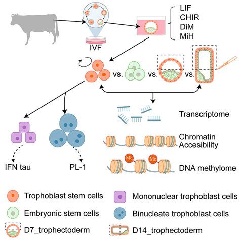 Establishment Of Bovine Trophoblast Stem Cells Cell Reports