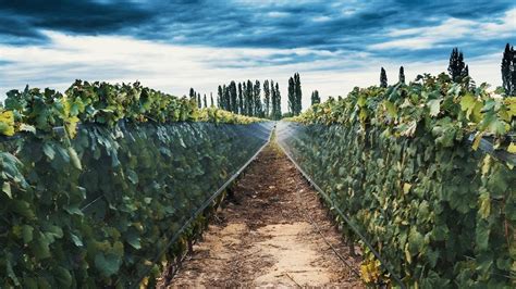 Una Bodega Argentina Fue Elegida Como El Mejor Vi Edo Del Mundo