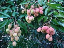 Lychee - Wikipedia