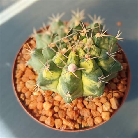 Gymnocalycium Mihanovichii Variegata Mantisplants