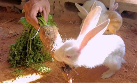 Quang Linh Vlog B T Ng L M Vi C Ch N Ng Angola B D N M Ng C Nh B O Hot Kols I S Ng