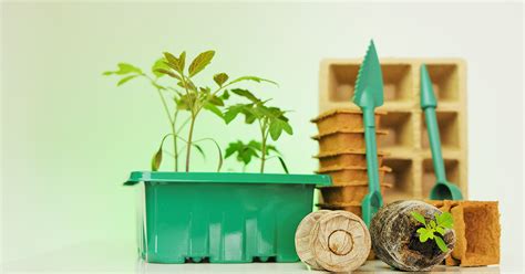 Что нужно знать о рассаде — Ботаничка