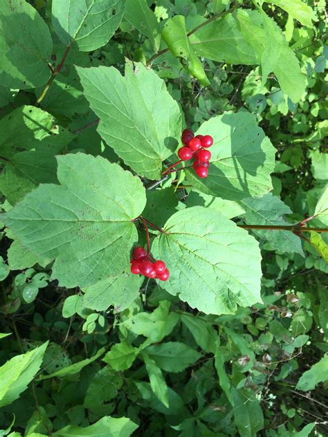 Low-bush cranberry – AWES | Agroforestry and Woodlot Extension Society