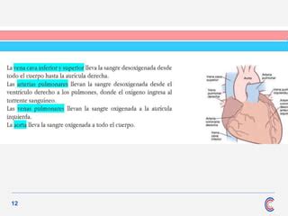 001 RECUERDO DE ANATOMIA FISIOLOGIA Y SEMIOLOGIA Pptx