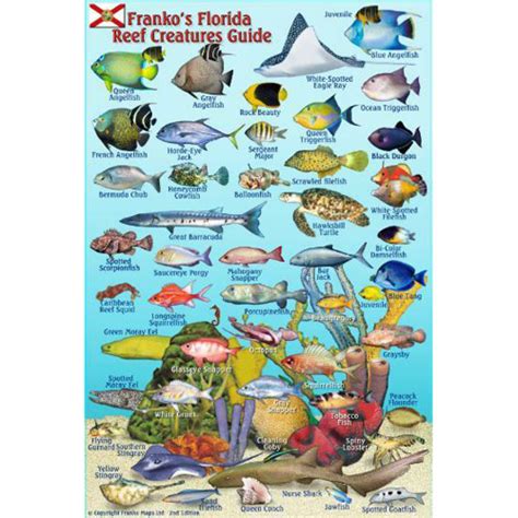 Franko Maps Florida Mini Fish ID Card 54101 Scuba