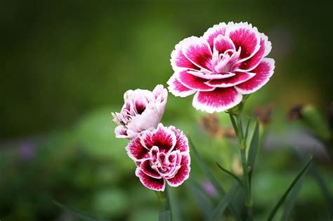 Flowers Flower Carnation HD Wallpaper Peakpx