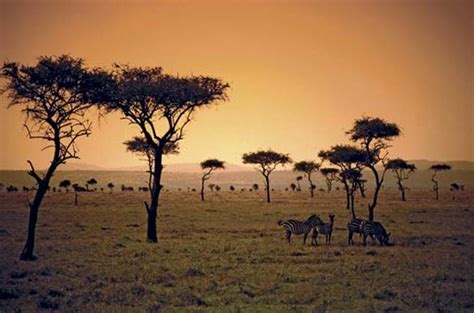 Savanna Worldlife - Home