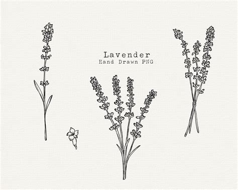 Lavender Clip Art Lavender PNG Lavender Line Art Hand Drawn - Etsy Canada