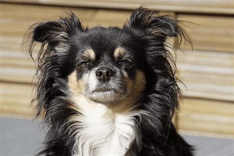 Cuccioli Di Chihuahua A Pelo Lungo Tutto Quello Che Devi Sapere