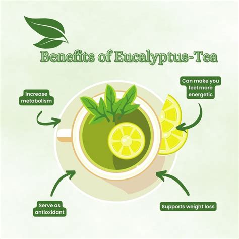 Brewing Wellness Eucalyptus Tea Benefits And Side Effects Eucalyptus Tea Tea Benefits