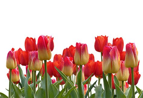 Red Tulip Bouquet Png Transparent Image Png Mart