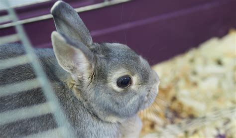 Quelle Cage Choisir Pour Mon Lapin Nain Jardiland