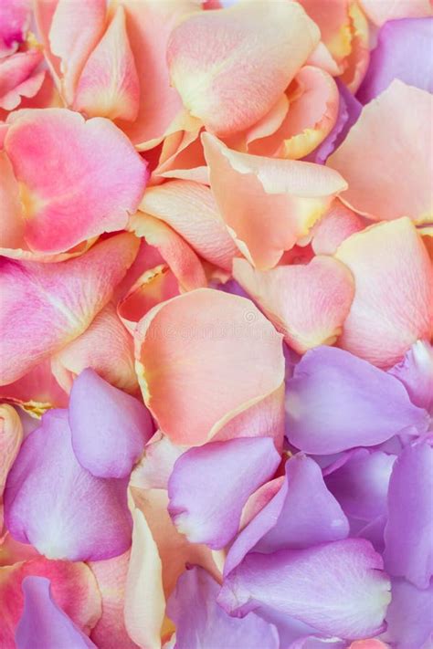 Pink and Purple Rose Petals Stock Photo - Image of background ...