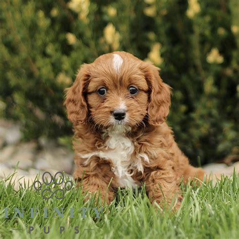 Cavapoo Puppies For Sale • Adopt Your Puppy Today • Infinity Pups