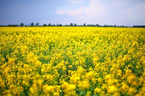 3,700+ Yellow flowers field Free Stock Photos - StockFreeImages