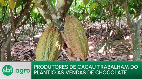 Sbt Agro Produtor Familiar Se Destaca Na Produ O De Cacau