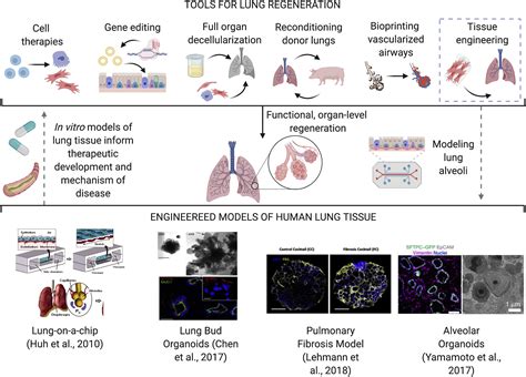 Harnessing Organs On A Chip To Model Tissue Regeneration Cell Stem Cell