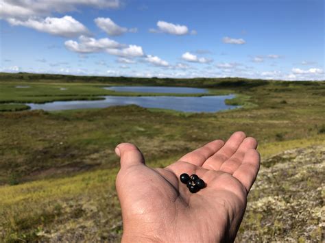 Picking some crow berries thought I’d include some landscape in the